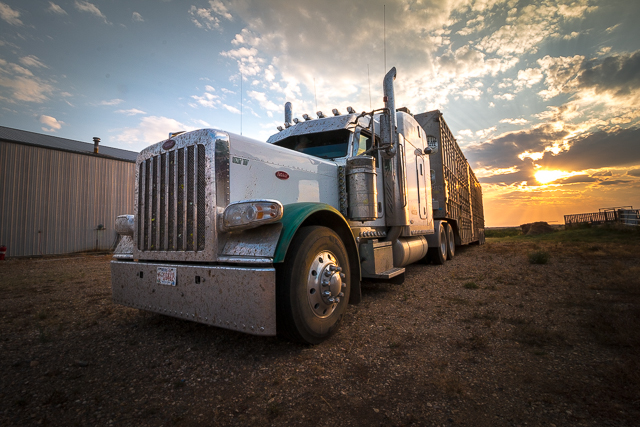 Peterbilt Cattle Hauler