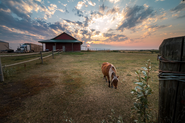 Miniature Horse