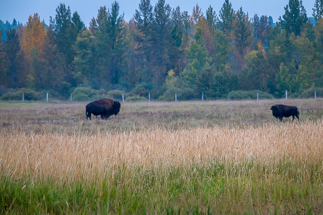 Rocky Mountain House Bison