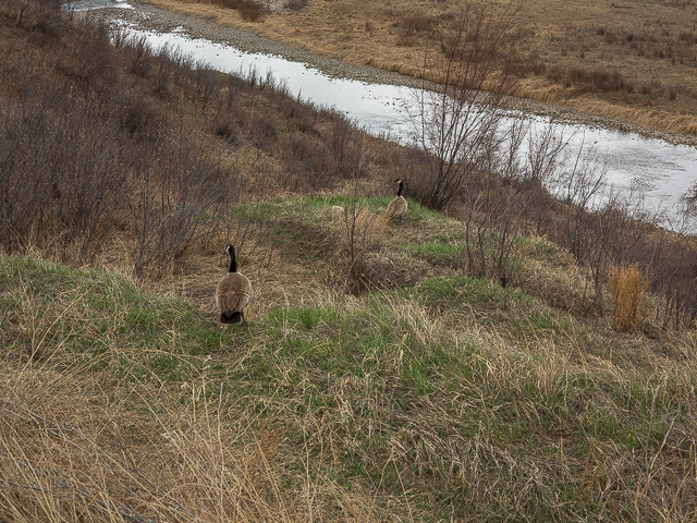 Canada Goose Calgary