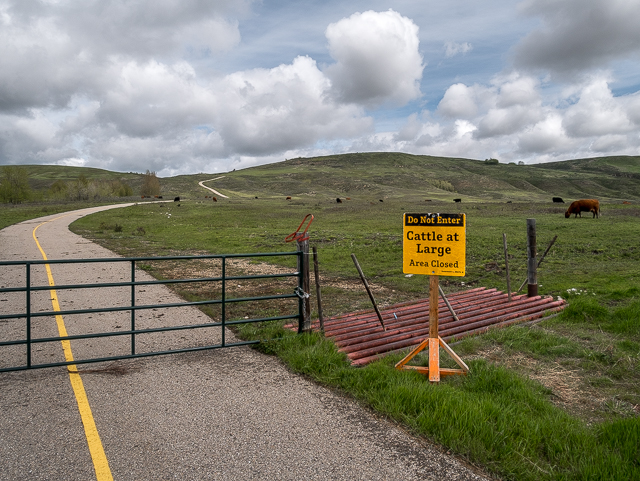 Cattle Glenbow Ranch