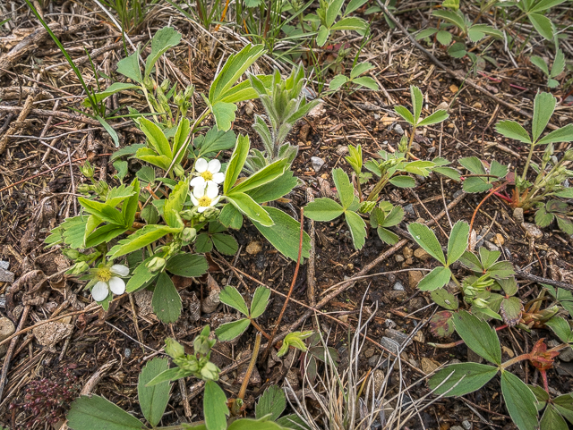 Glenbow Ranch Flora