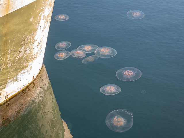 Comox Harbour Jellyfish