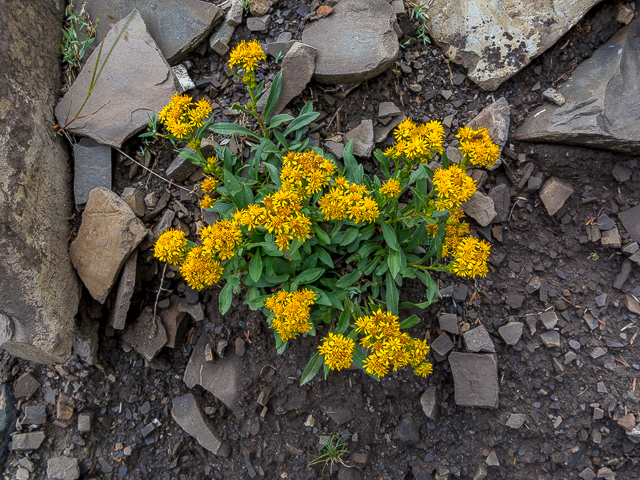 Goldenrod Kananaskis