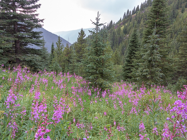 Fireweed Kananaskis