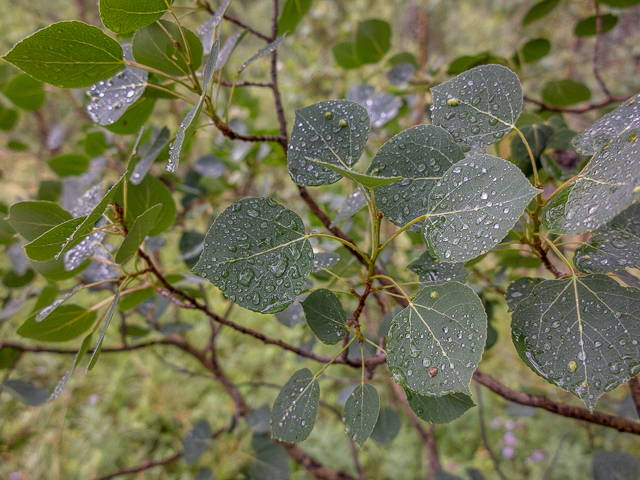 Rain on Leaves