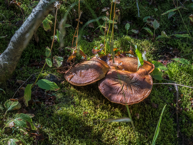 Burstall Pass Trail Mushrooms