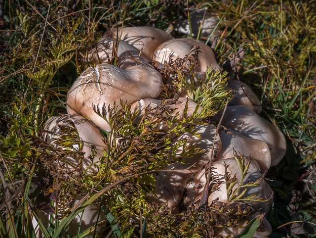 Mushrooms Burstall Pass