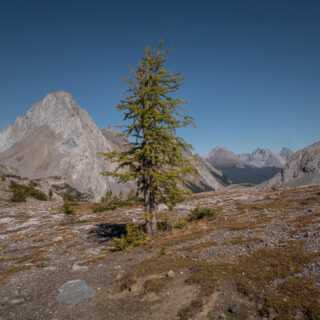 Burstall Pass Larch