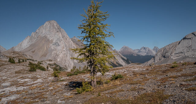 Burstall Pass Larch