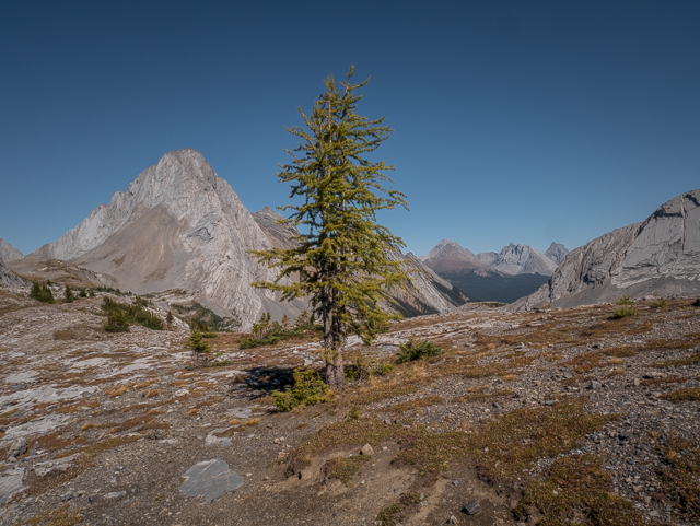 Burstall Pass Larch