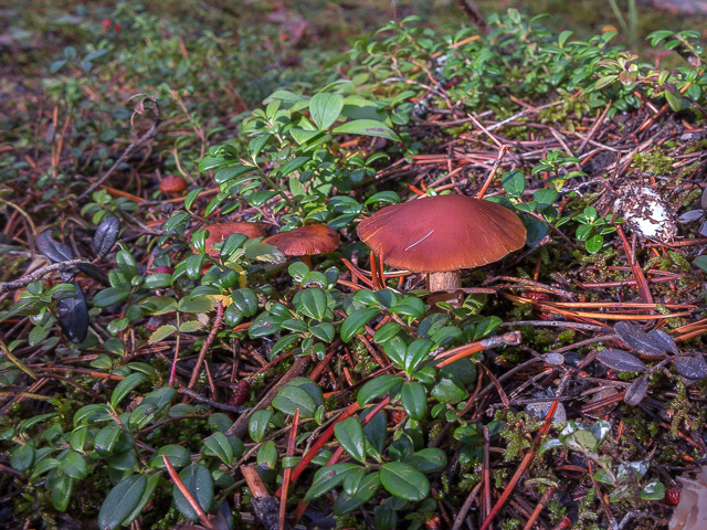 Mushrooms West Bragg Creek