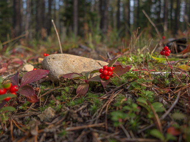 Alberta Bunchberry