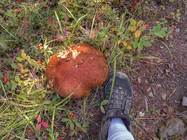 Big Mushroom Kananaskis