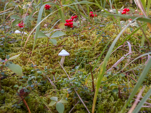 Tiny Mushroom Kananaskis