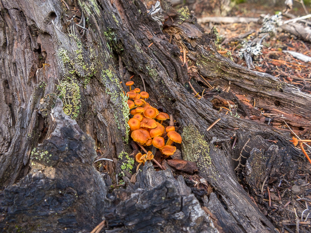 Mushrooms Kananaskis