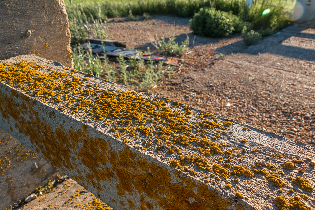 Lichen on Concrete