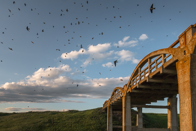 Cliff Swallows Scotsguard Bridge