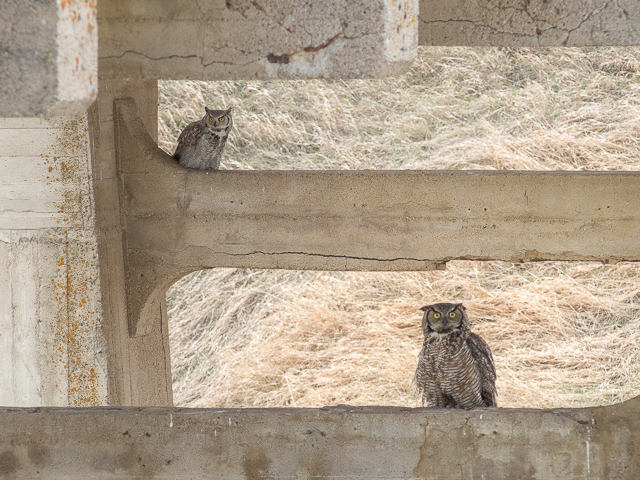 Scotsguard Bridge Owls