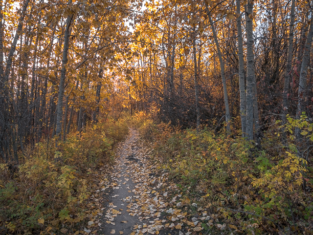 Paskapoo Slopes Hiking