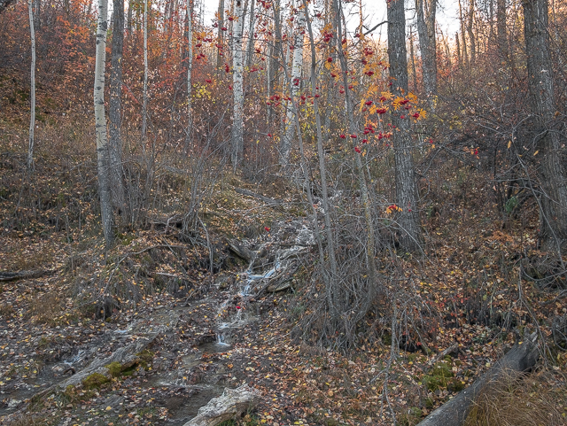 Paskapoo Slopes Stream