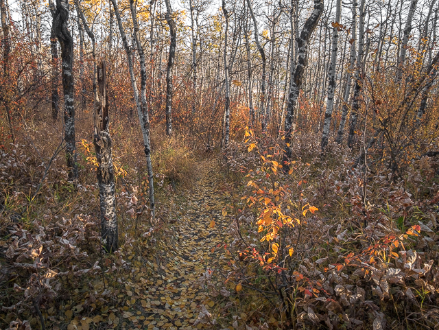 Trails Paskapoo Slopes