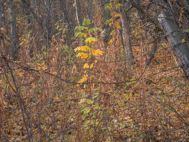 Old Fence Paskapoo Slopes