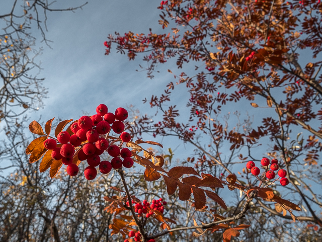 Mountain Ash Paskapoo Slopes