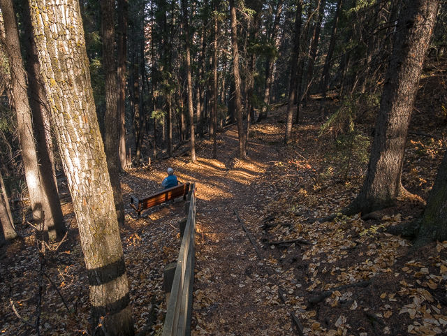 Woods Douglas Fir Sanctuary Hike