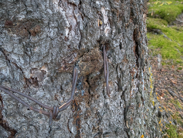 Woods Tree Sanctuary