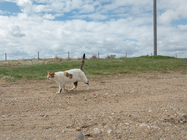 Cadillac SK Cat