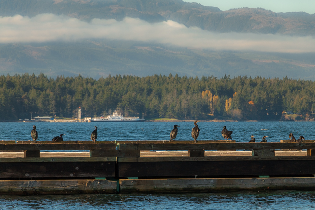 Hornby Island Birds