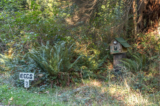 Denman Island Eggs