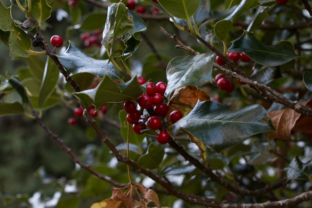 Holly Tree Denman Island