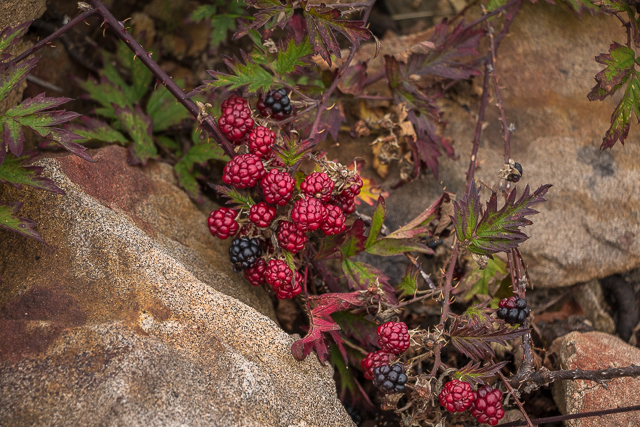 Vancouver Island Blackberries