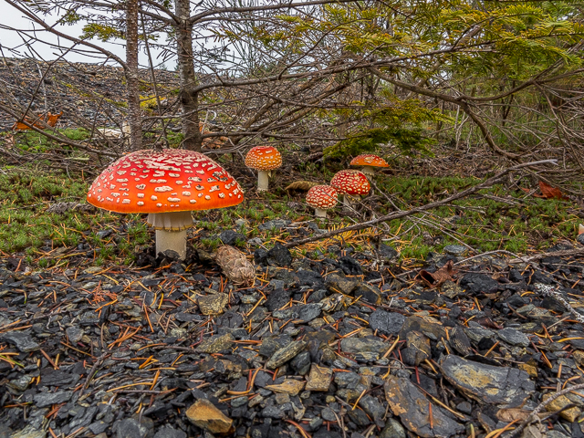 Fly Agaric Union Bay BC