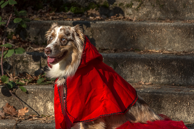 Dog in Halloween Costume