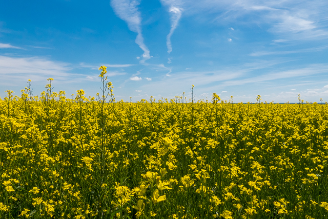 Farmer's Field