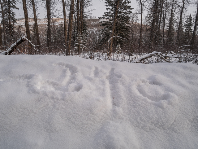 Fish Creek Park Winter Hike