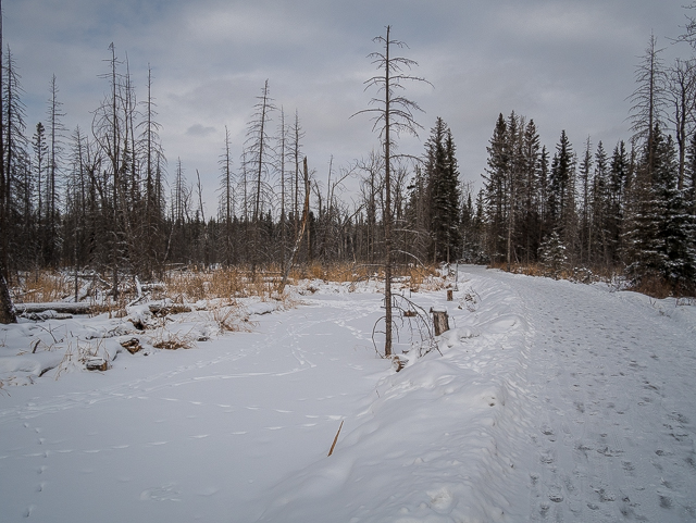 Fish Creek Park Beavers