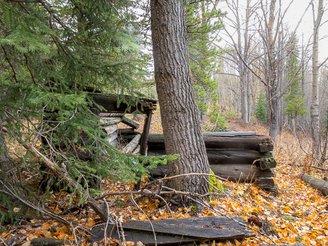 Cabin in the Woods Crowsnest Pass