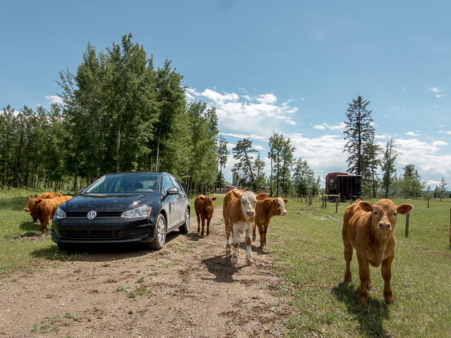 Friendly Calves