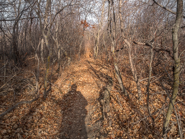 Rotary Forest High River Alberta