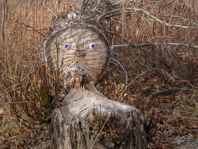 Rotary Trails High River Eye